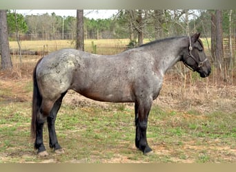caballo de tiro Mestizo, Yegua, 4 años, Ruano azulado