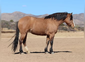 caballo de tiro Mestizo, Yegua, 5 años, 140 cm, Buckskin/Bayo