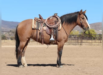 caballo de tiro Mestizo, Yegua, 5 años, 140 cm, Buckskin/Bayo