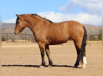 caballo de tiro Mestizo, Yegua, 5 años, 140 cm, Buckskin/Bayo