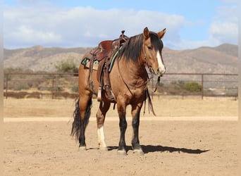 caballo de tiro Mestizo, Yegua, 5 años, 140 cm, Buckskin/Bayo