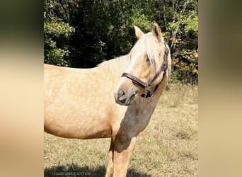 caballo de tiro, Yegua, 5 años, 142 cm