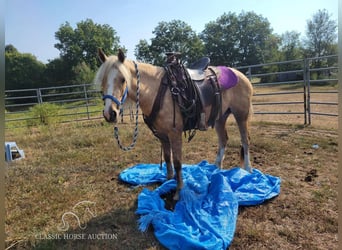 caballo de tiro, Yegua, 5 años, 142 cm