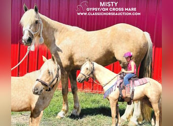 caballo de tiro, Yegua, 5 años, 142 cm, Palomino