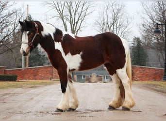 caballo de tiro, Yegua, 5 años, 142 cm, Tobiano-todas las-capas