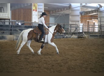 caballo de tiro Mestizo, Yegua, 5 años, 145 cm, Pío