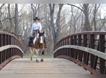 caballo de tiro Mestizo, Yegua, 5 años, 145 cm, Pío
