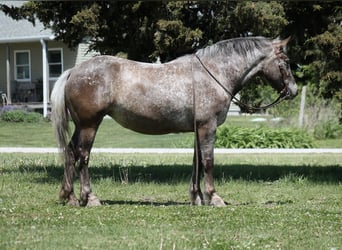 caballo de tiro Mestizo, Yegua, 5 años, 152 cm