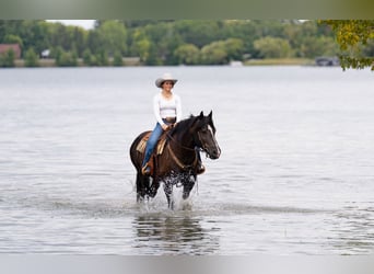 caballo de tiro Mestizo, Yegua, 5 años, 152 cm, Negro
