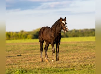caballo de tiro Mestizo, Yegua, 5 años, 152 cm, Negro
