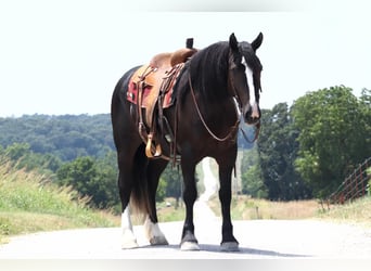 caballo de tiro, Yegua, 5 años, 152 cm, Negro