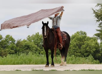 caballo de tiro, Yegua, 5 años, 152 cm, Negro