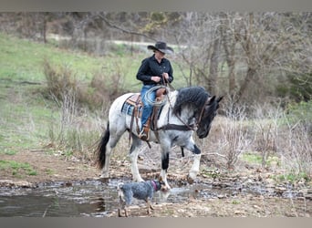 caballo de tiro Mestizo, Yegua, 5 años, 155 cm