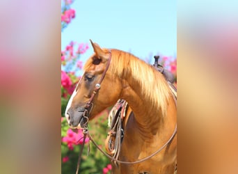 caballo de tiro Mestizo, Yegua, 5 años, 163 cm, Alazán rojizo