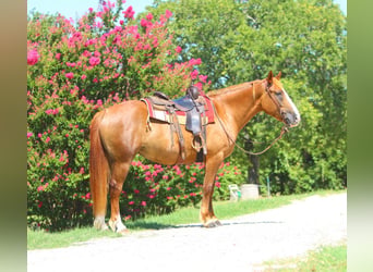 caballo de tiro Mestizo, Yegua, 5 años, 163 cm, Alazán rojizo