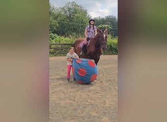 caballo de tiro, Yegua, 5 años, 163 cm, Alazán-tostado