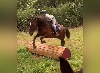 caballo de tiro, Yegua, 5 años, 163 cm, Alazán-tostado