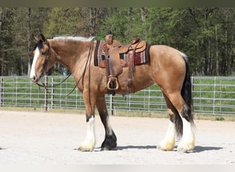 caballo de tiro Mestizo, Yegua, 5 años, Buckskin/Bayo