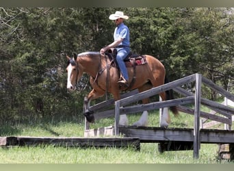 caballo de tiro Mestizo, Yegua, 5 años, Buckskin/Bayo