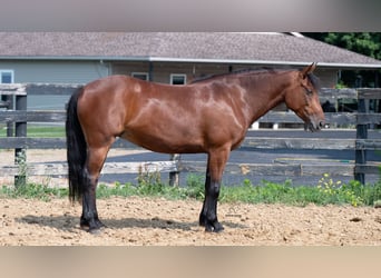 caballo de tiro Mestizo, Yegua, 5 años, Castaño rojizo