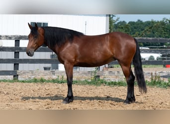 caballo de tiro Mestizo, Yegua, 5 años, Castaño rojizo