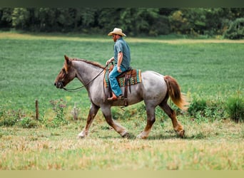 caballo de tiro Mestizo, Yegua, 5 años, Ruano alazán