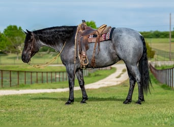 caballo de tiro Mestizo, Yegua, 5 años, Ruano azulado