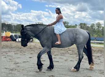 caballo de tiro Mestizo, Yegua, 5 años, Ruano azulado