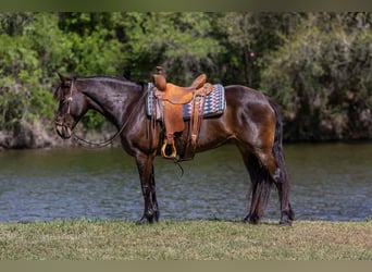 caballo de tiro, Yegua, 6 años, 152 cm, Castaño rojizo