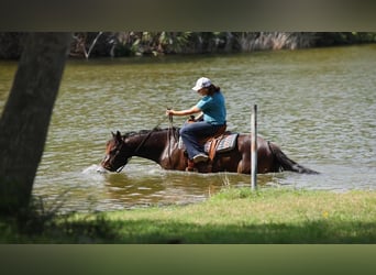 caballo de tiro, Yegua, 6 años, 152 cm, Castaño rojizo