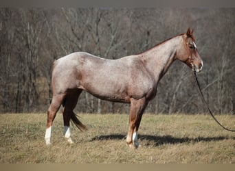 caballo de tiro, Yegua, 6 años, 155 cm, Ruano azulado