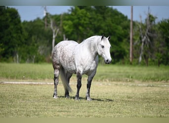 caballo de tiro Mestizo, Yegua, 6 años, 157 cm, Tordo rodado