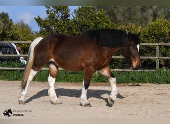 caballo de tiro Mestizo, Yegua, 6 años, 158 cm, Pío