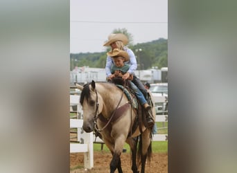 caballo de tiro Mestizo, Yegua, 6 años, 160 cm, Buckskin/Bayo