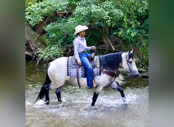 caballo de tiro Mestizo, Yegua, 6 años, 160 cm, Buckskin/Bayo