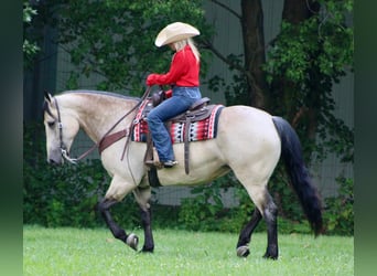 caballo de tiro Mestizo, Yegua, 6 años, 160 cm, Buckskin/Bayo