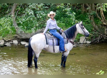 caballo de tiro Mestizo, Yegua, 6 años, 160 cm, Buckskin/Bayo