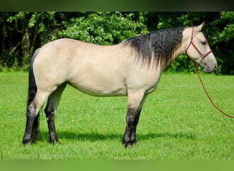 caballo de tiro Mestizo, Yegua, 6 años, 160 cm, Buckskin/Bayo