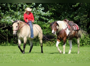 caballo de tiro Mestizo, Yegua, 6 años, 160 cm, Buckskin/Bayo