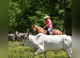 caballo de tiro Mestizo, Yegua, 6 años, 163 cm, Bayo