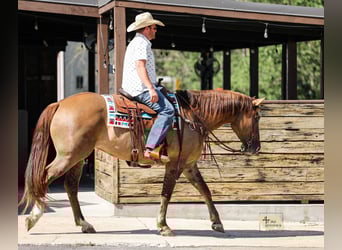 caballo de tiro Mestizo, Yegua, 6 años, 163 cm, Bayo