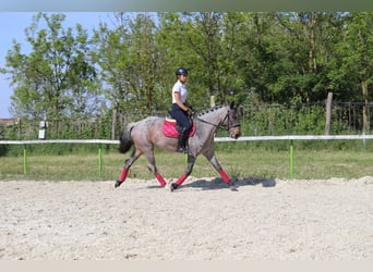 caballo de tiro Mestizo, Yegua, 6 años, 163 cm, Castaño-ruano