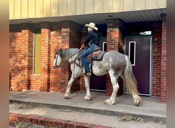 caballo de tiro, Yegua, 6 años, 163 cm, Ruano azulado