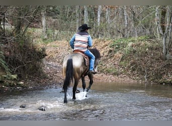 caballo de tiro, Yegua, 6 años, 168 cm, Buckskin/Bayo
