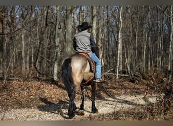 caballo de tiro, Yegua, 6 años, 168 cm, Buckskin/Bayo