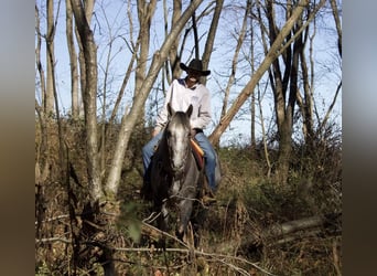 caballo de tiro Mestizo, Yegua, 6 años, Tordo