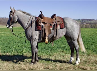 caballo de tiro Mestizo, Yegua, 6 años, Tordo