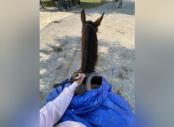 caballo de tiro, Yegua, 7 años, 150 cm, Castaño rojizo