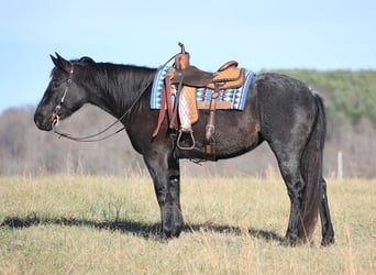 caballo de tiro, Yegua, 7 años, 155 cm, Ruano azulado