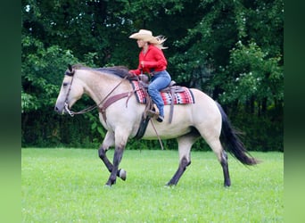 caballo de tiro Mestizo, Yegua, 7 años, 160 cm, Buckskin/Bayo